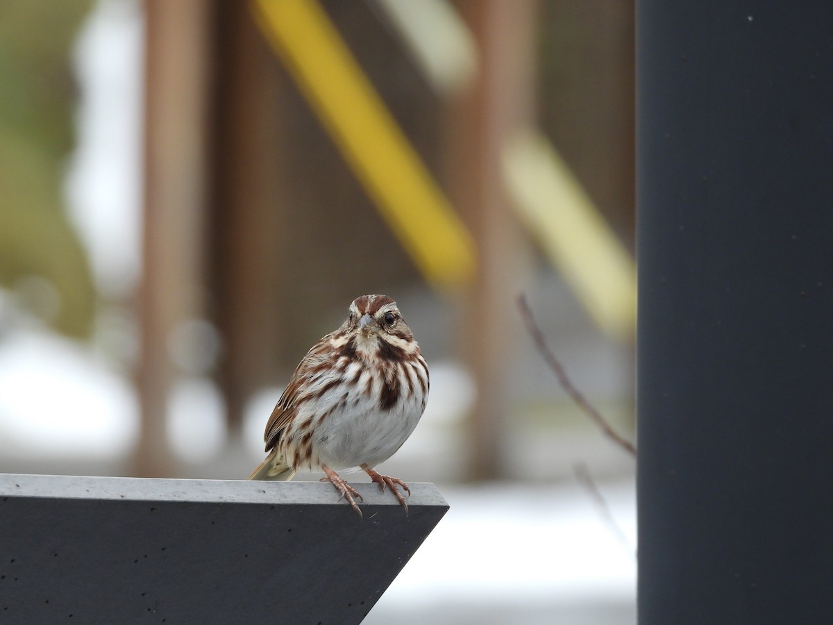 Song Sparrow - ML614104158