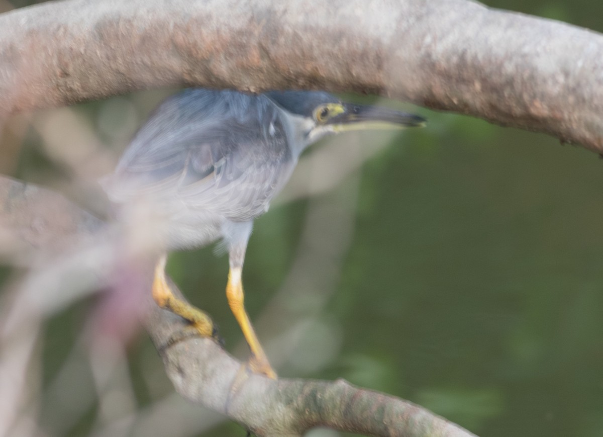 Striated Heron - ML614104214