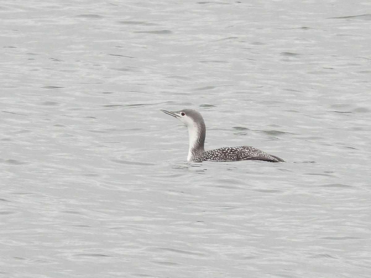 Red-throated Loon - ML614104219