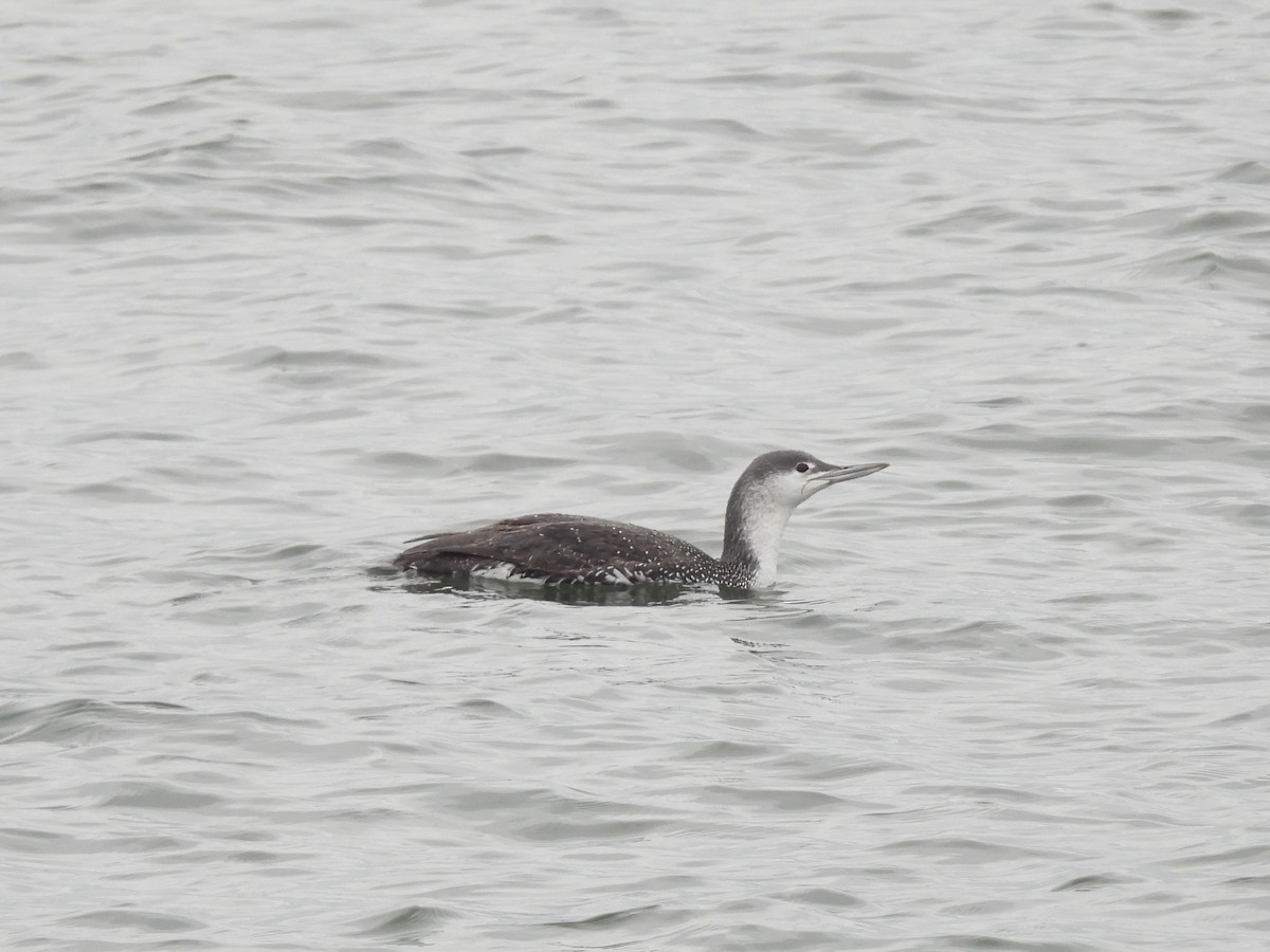 Red-throated Loon - ML614104220