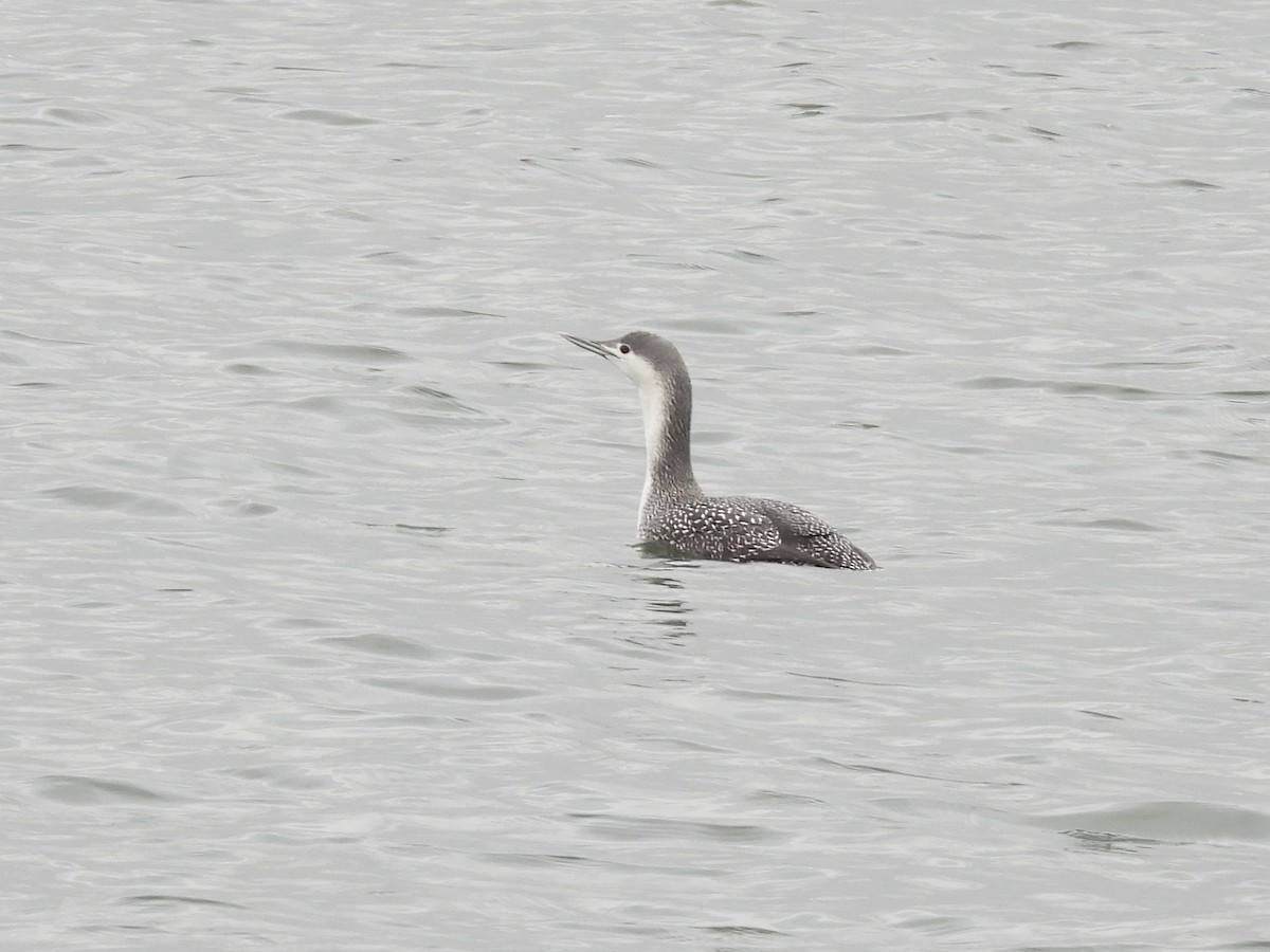 Red-throated Loon - ML614104221