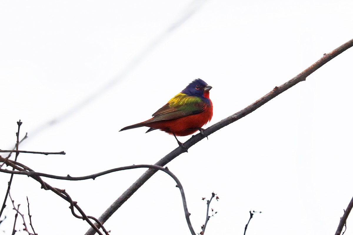 Painted Bunting - ML614104230