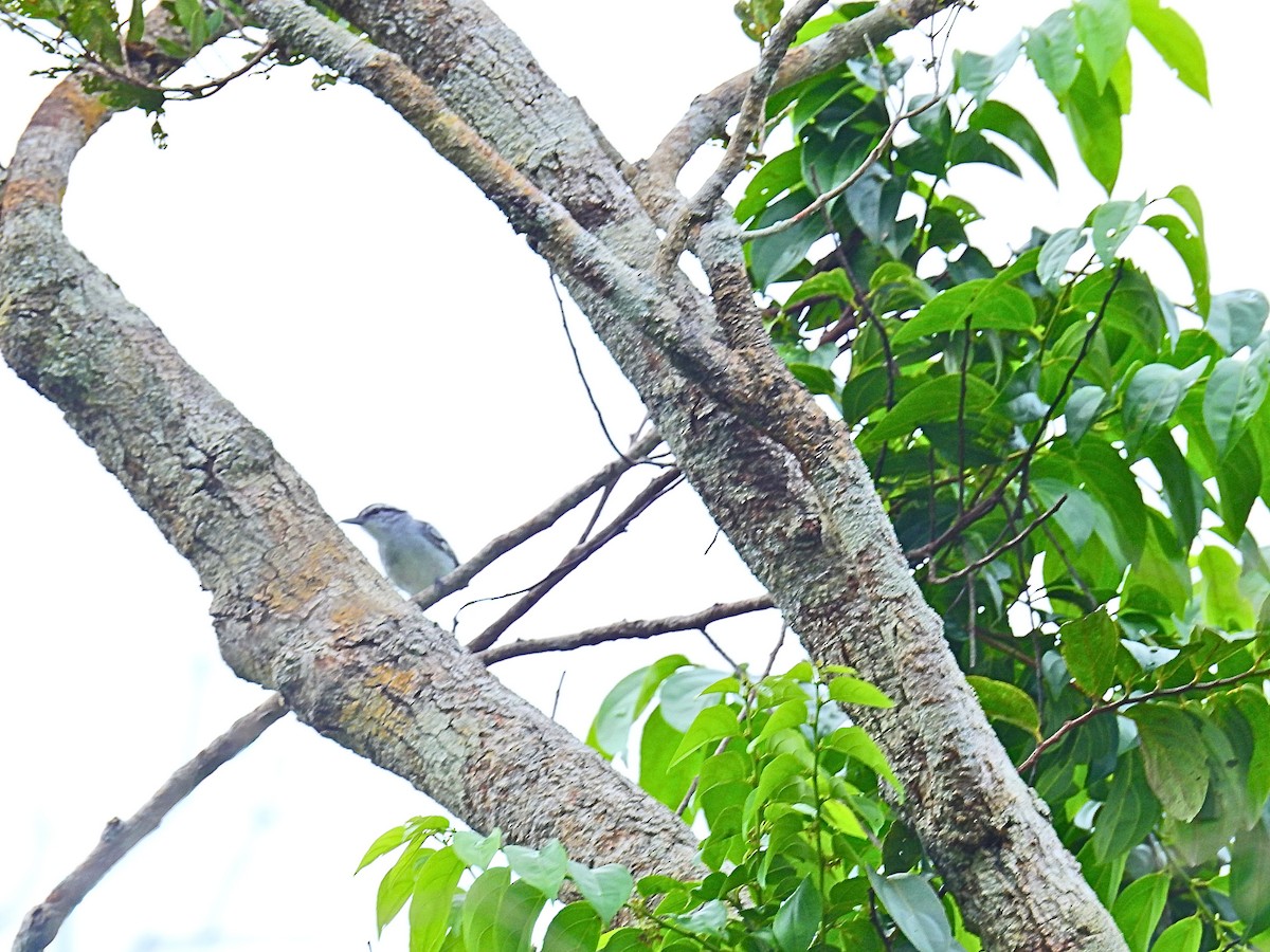 Predicted Antwren - Raul Afonso Pommer-Barbosa - Amazon Birdwatching