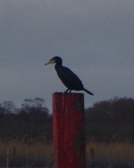 Cormorán Grande - ML614104254