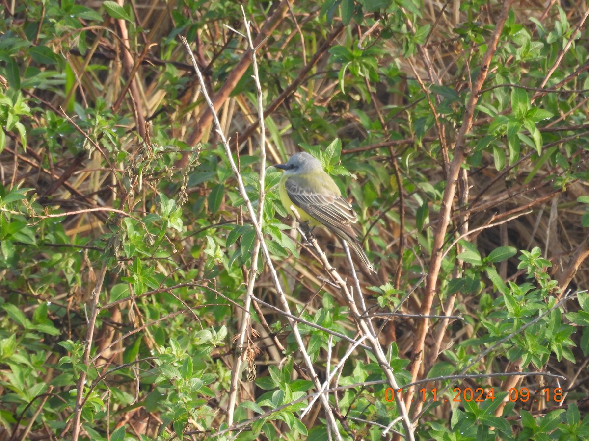 Tropical Kingbird - Ann Esmas