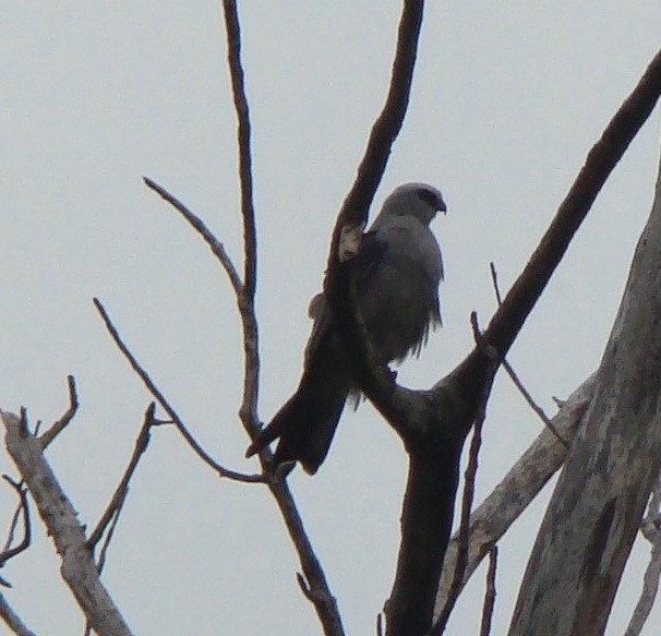 Mississippi Kite - ML614104299