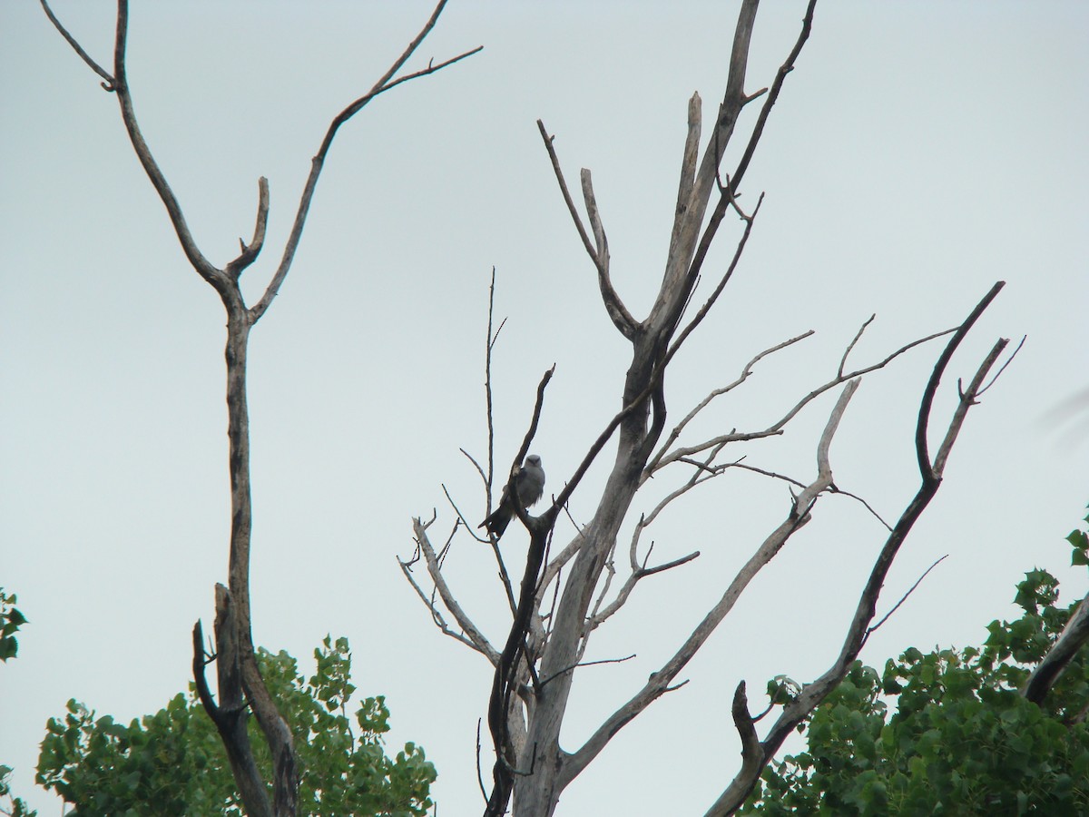 Mississippi Kite - ML614104303