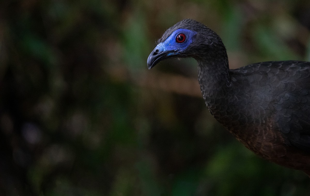 Sickle-winged Guan - ML614104315