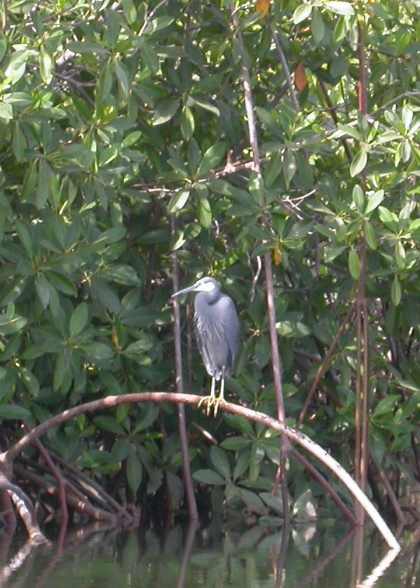 Western Reef-Heron - ML614104321