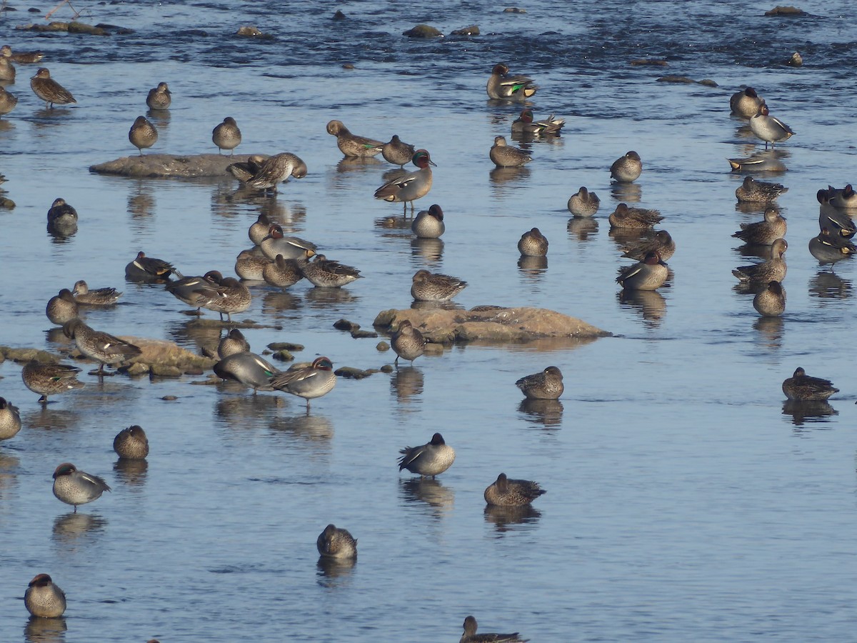 Green-winged Teal - ML614104339