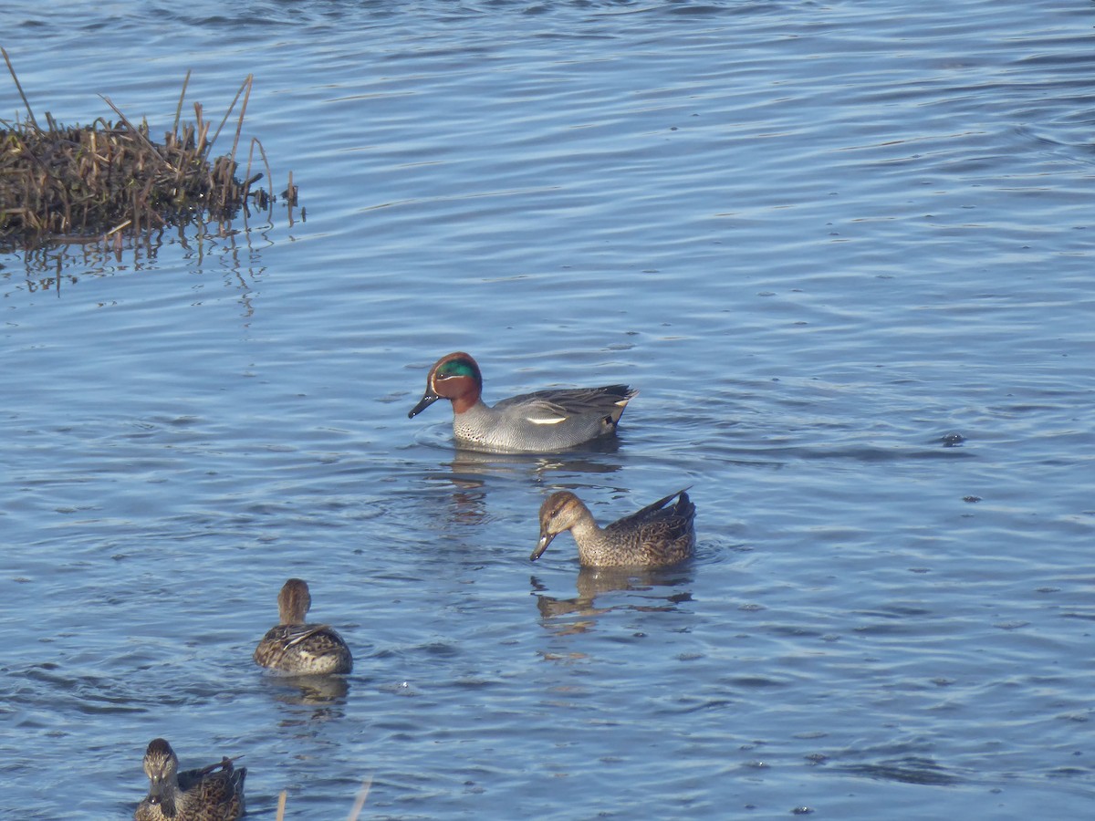 Green-winged Teal - ML614104341