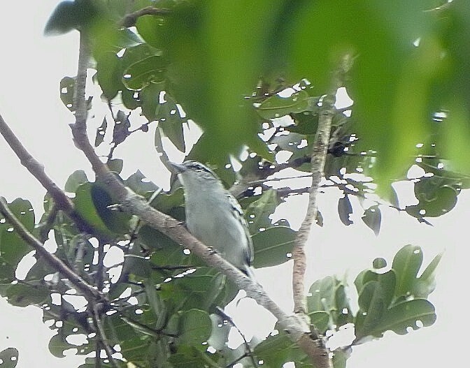 Predicted Antwren - Raul Afonso Pommer-Barbosa - Amazon Birdwatching