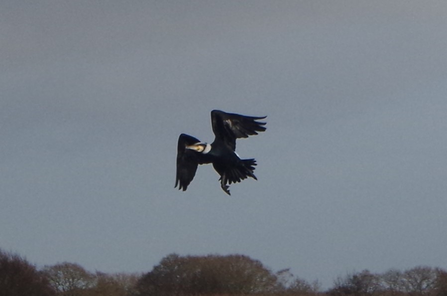 Great Cormorant - ML614104382