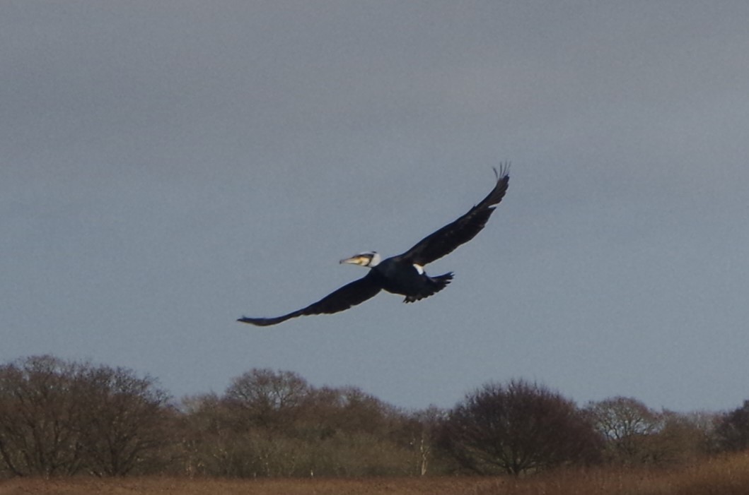 Great Cormorant - ML614104383