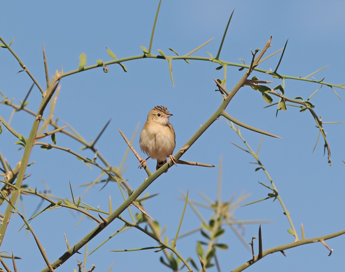 Zitting Cisticola (African) - ML614104399