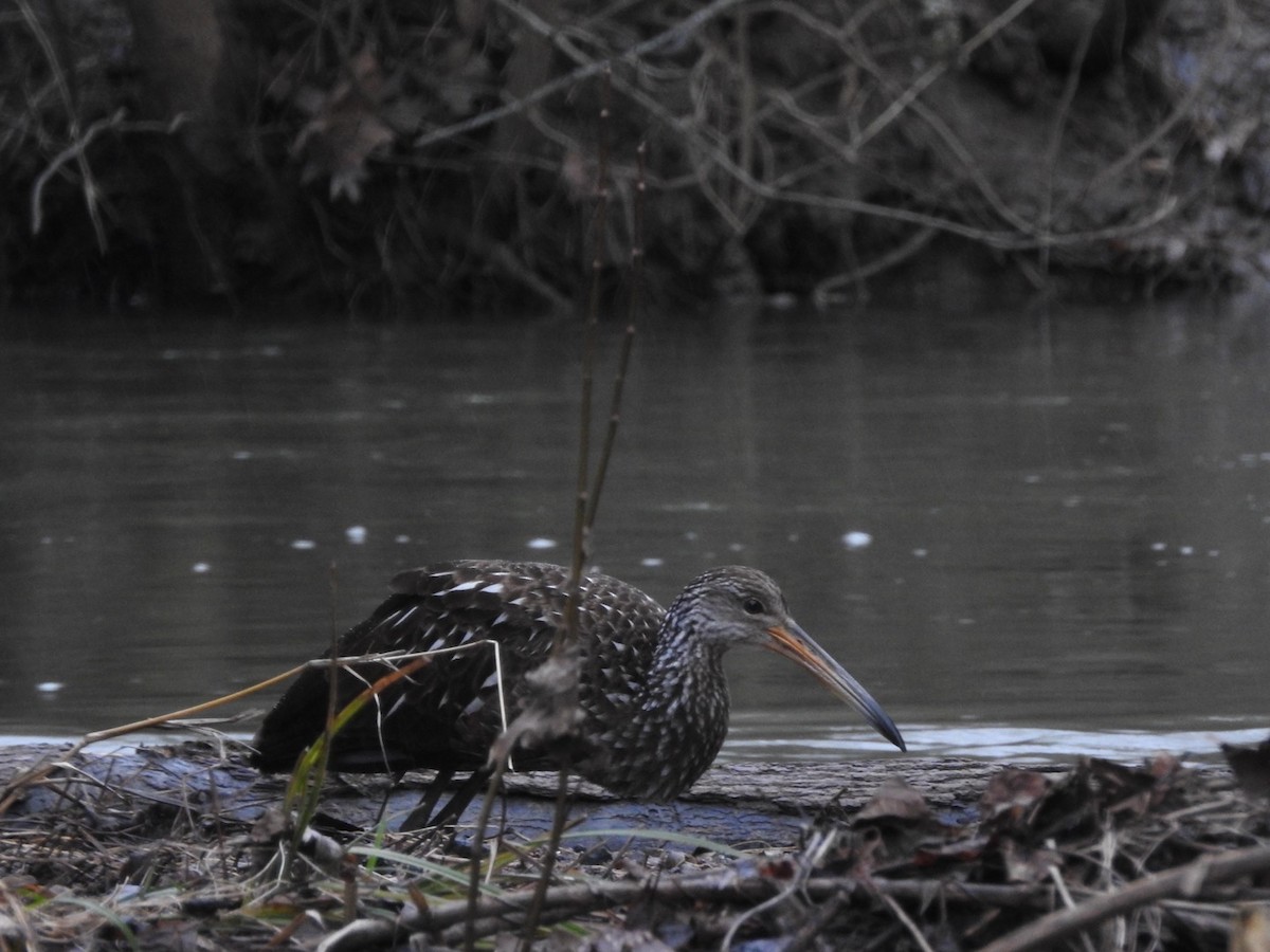 Limpkin - ML614104413