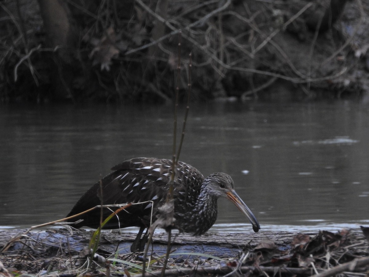 Limpkin - ML614104415