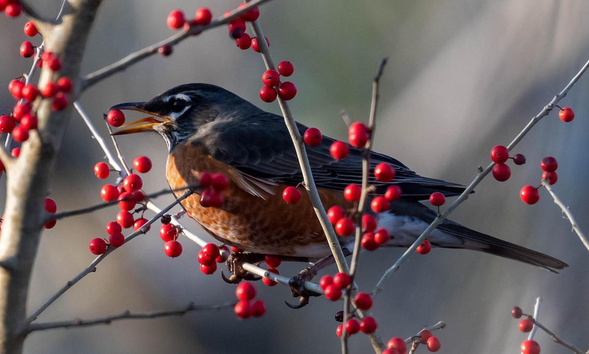 American Robin - Chris Bick