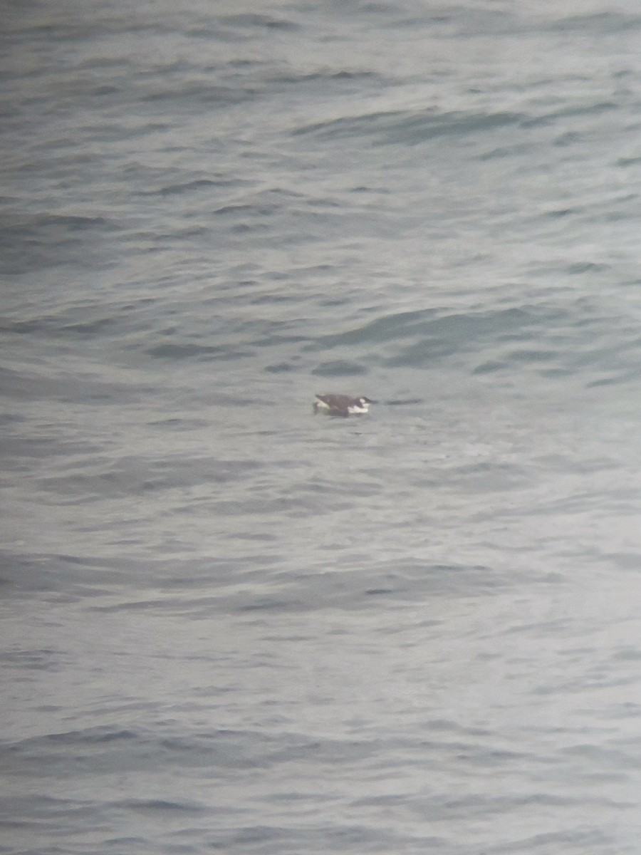 Common Murre - Carla Culebras