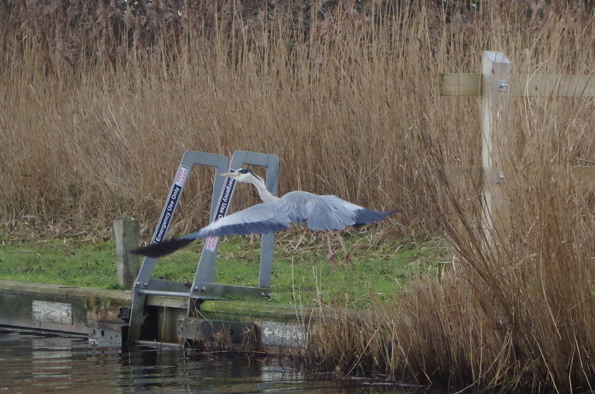 Gray Heron - ML614104481