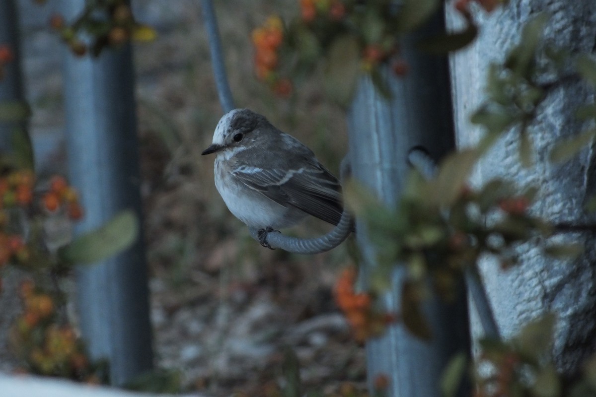 Spotted Flycatcher - Sifis Kounenakis