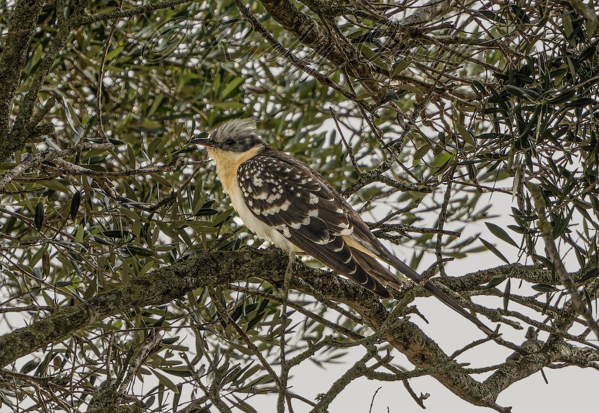 Great Spotted Cuckoo - Ricky Owen