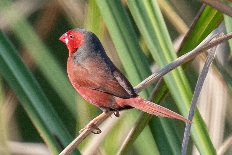 Crimson Finch - James Hoagland