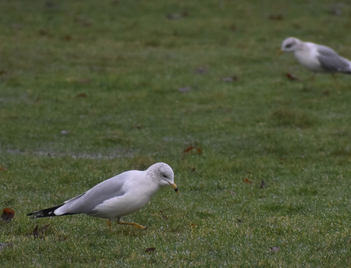 Ring-billed Gull - ML614104581
