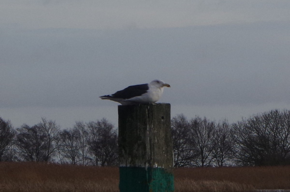 Great Black-backed Gull - ML614104585