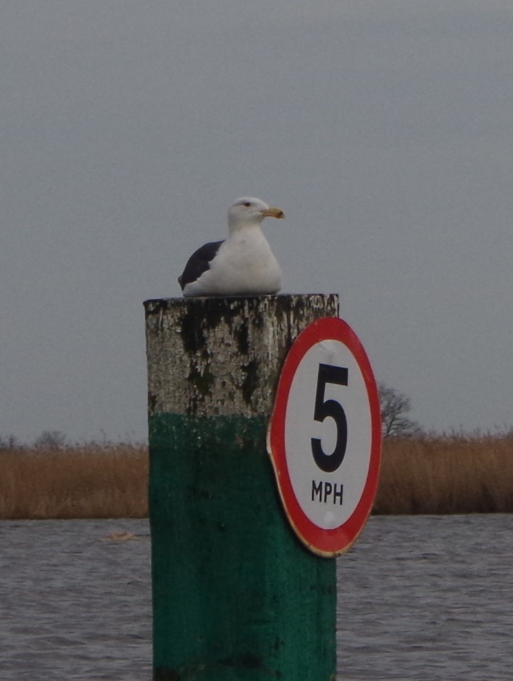 Great Black-backed Gull - ML614104634