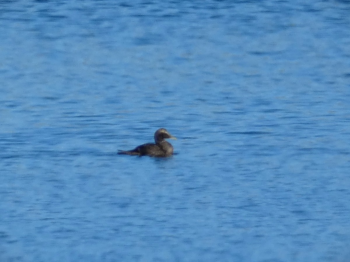 Common Eider - ML614104638