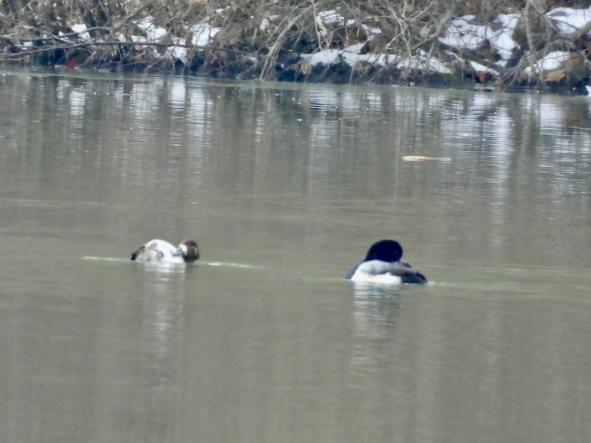 Greater Scaup - ML614104641