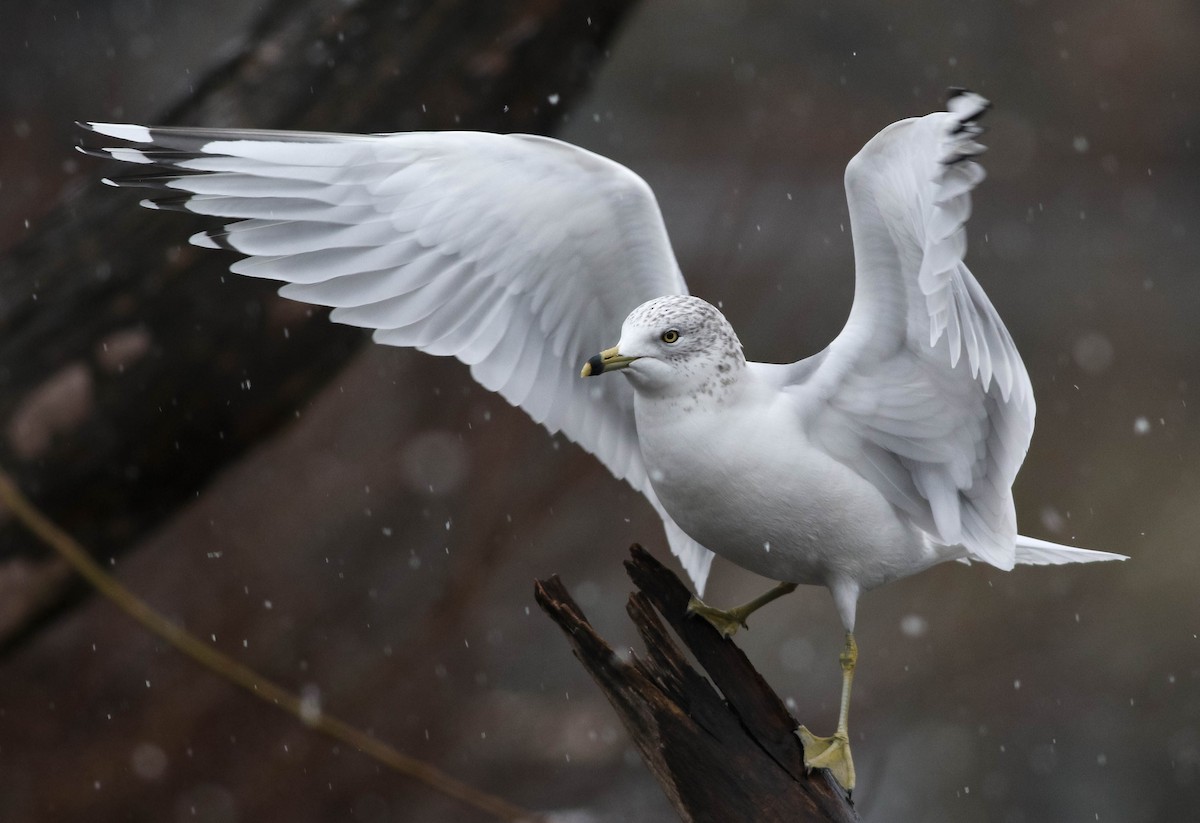 Ring-billed Gull - Lily Morello