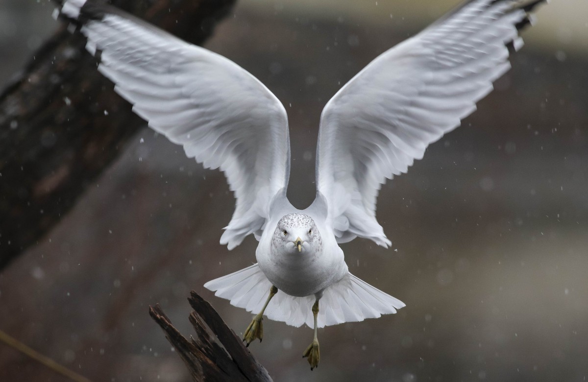 Ring-billed Gull - ML614104664