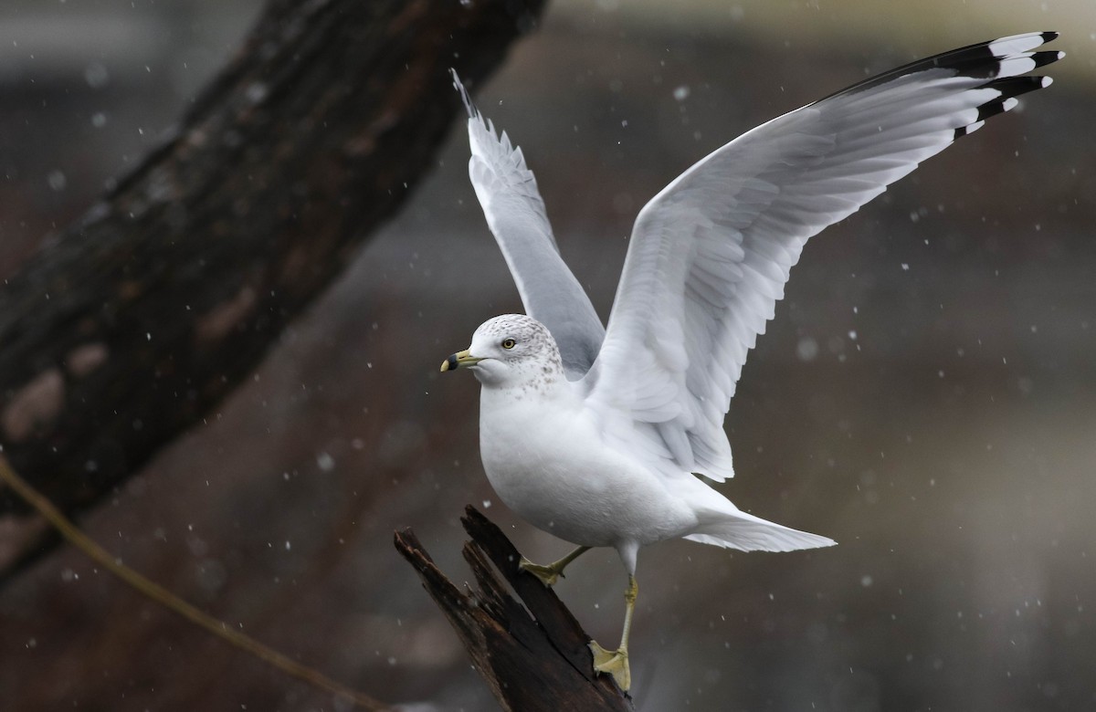 Ring-billed Gull - Lily Morello