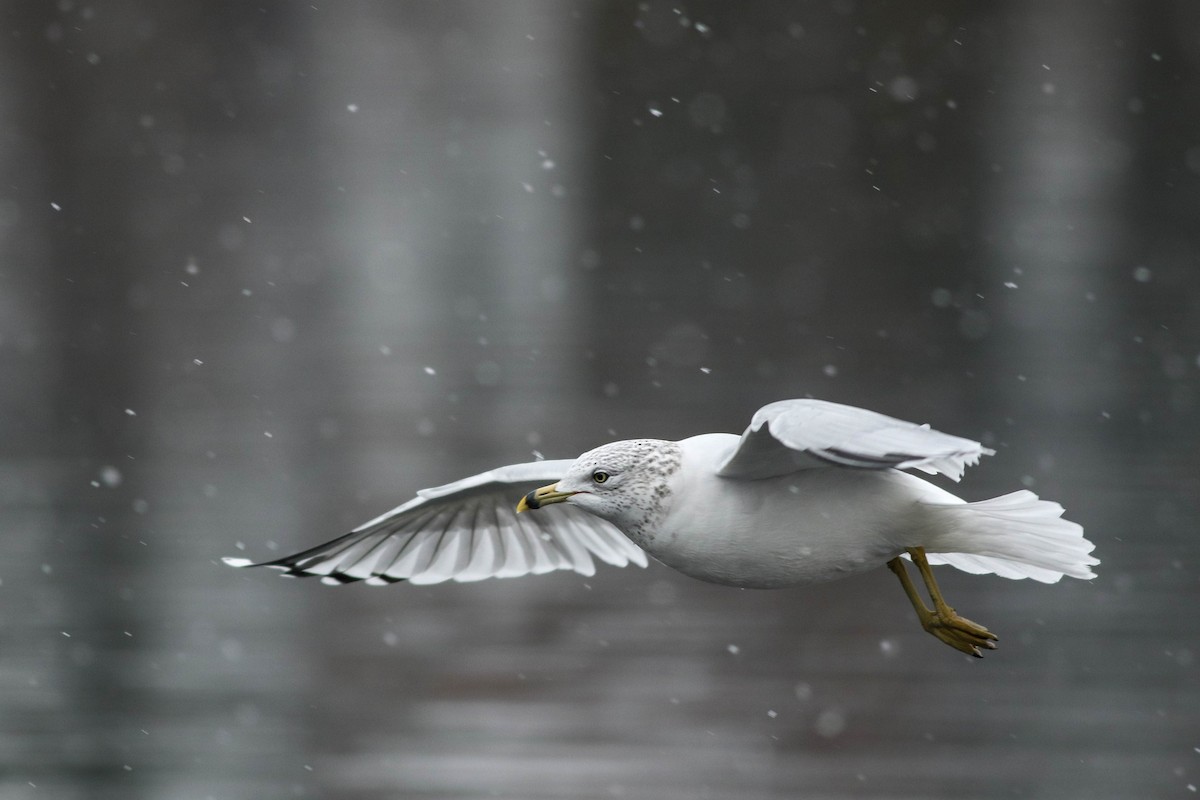 Ring-billed Gull - Lily Morello