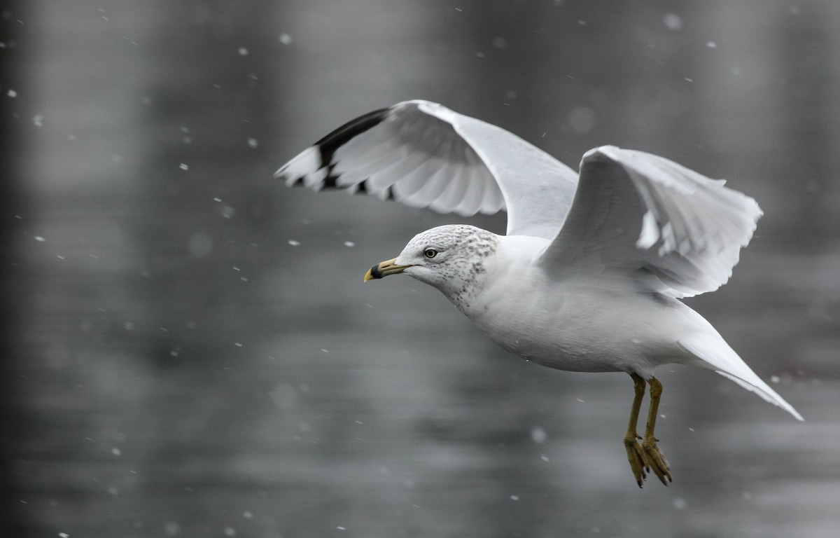 Ring-billed Gull - ML614104668