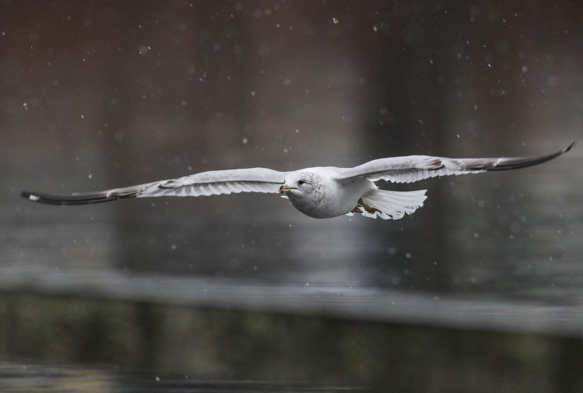 Ring-billed Gull - Lily Morello