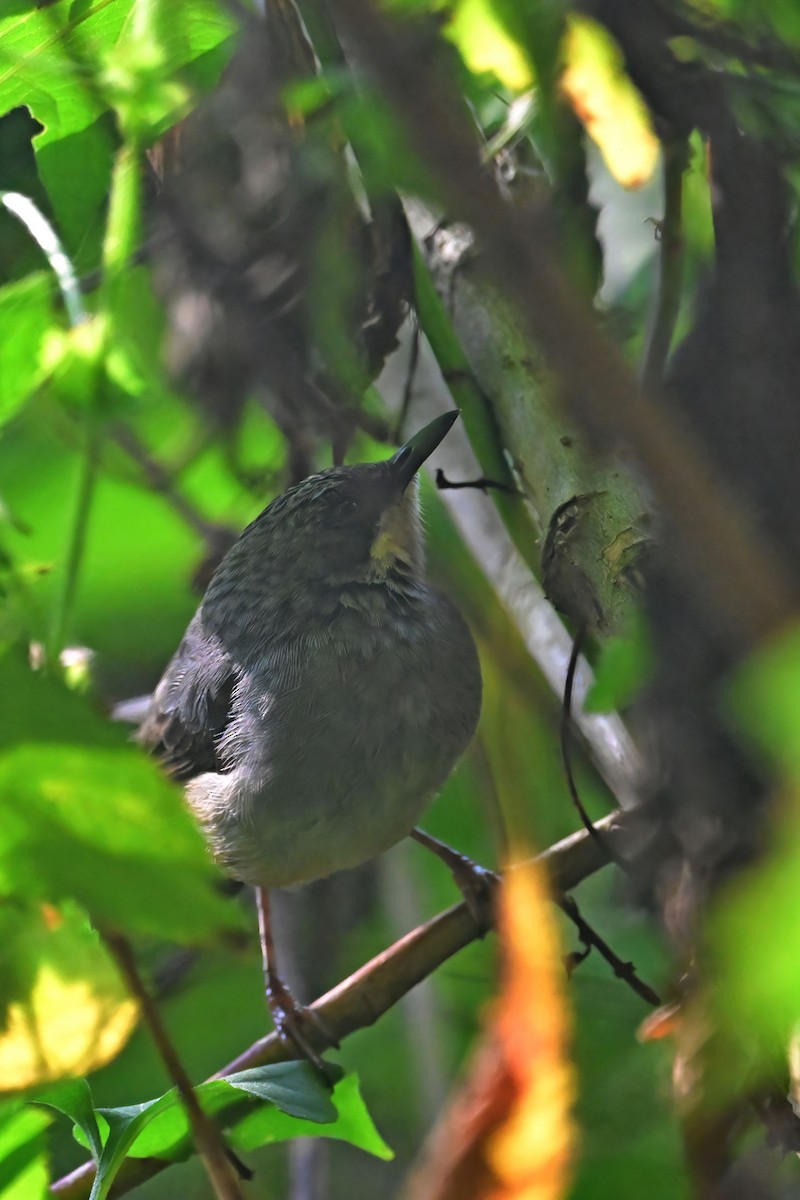 Apalis à gorge blanche - ML614104745