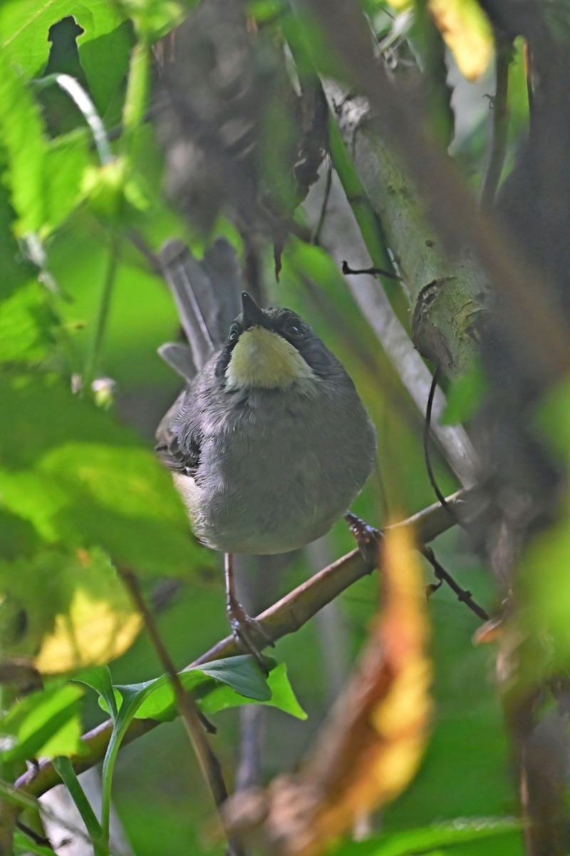 Apalis à gorge blanche - ML614104746