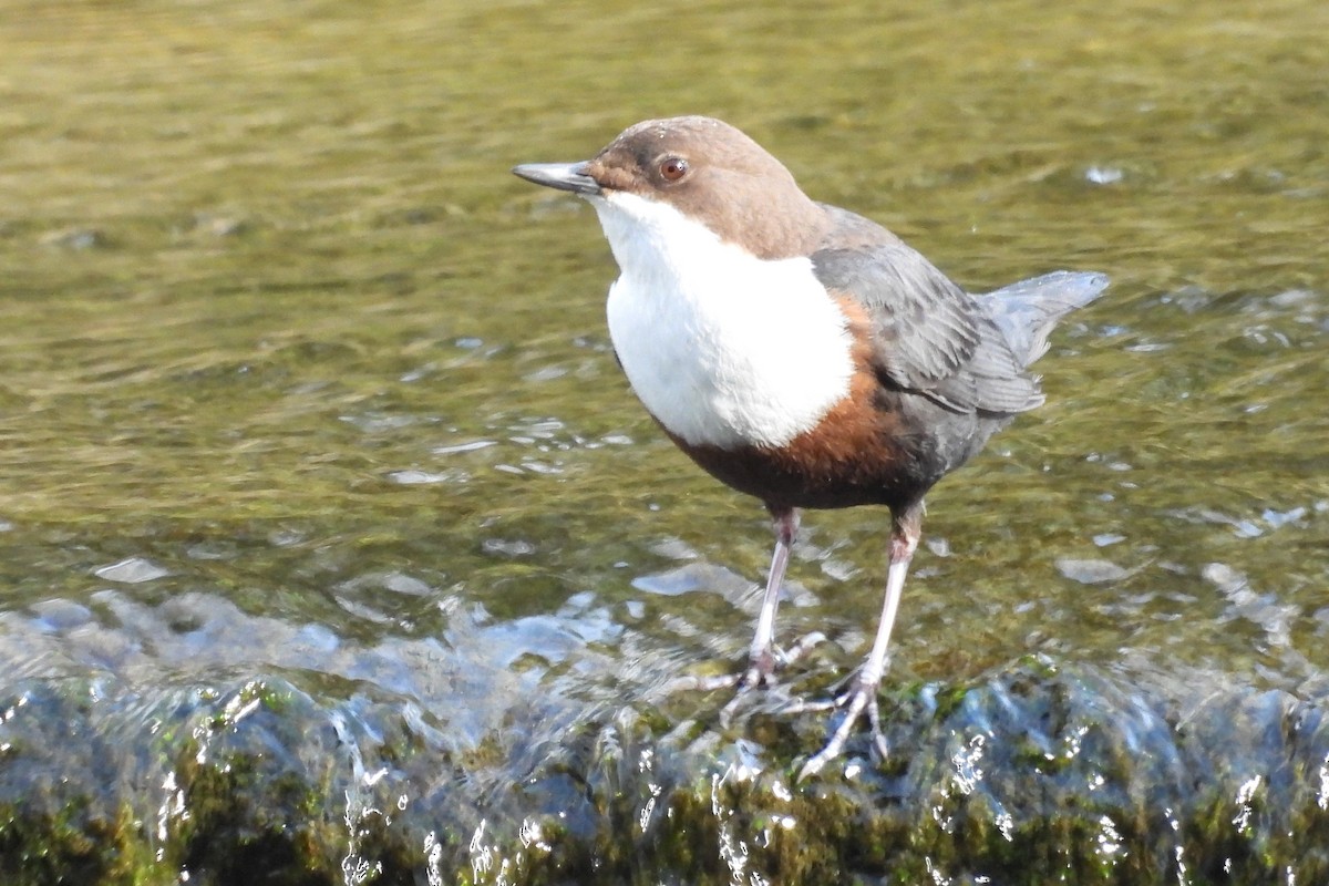 White-throated Dipper - ML614104756