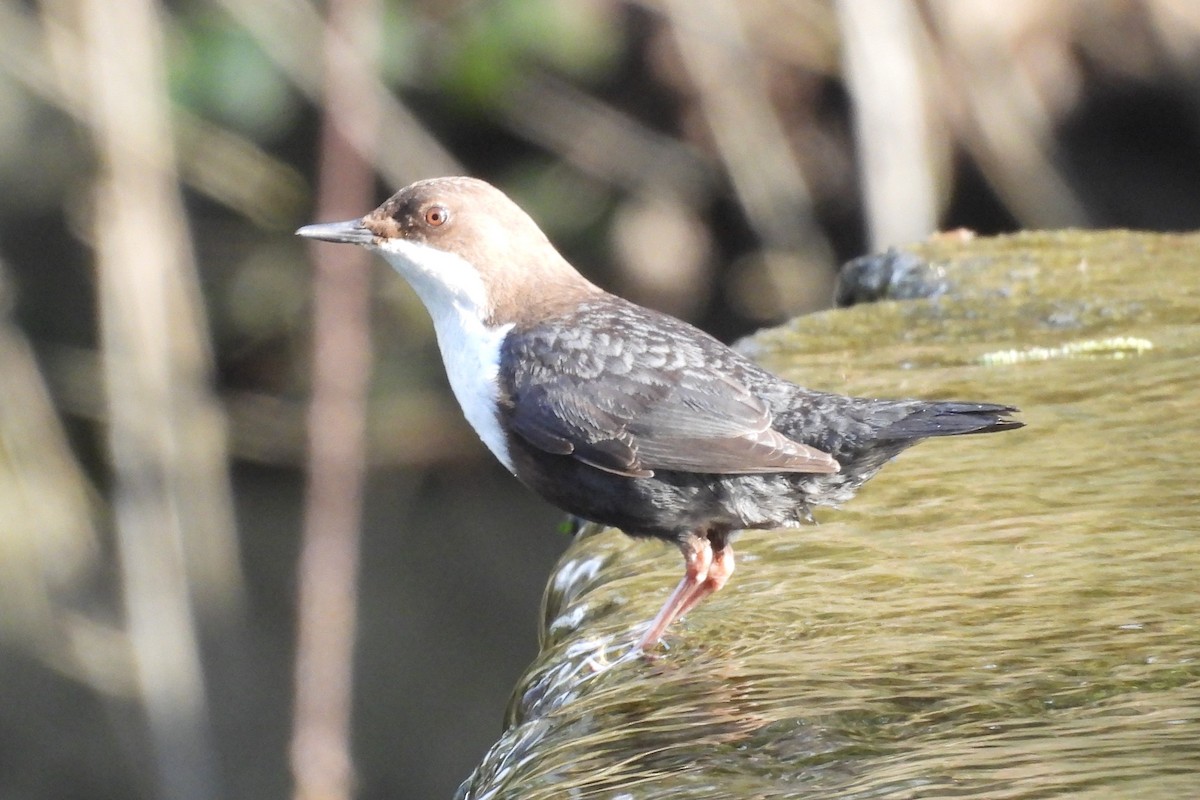 White-throated Dipper - ML614104758