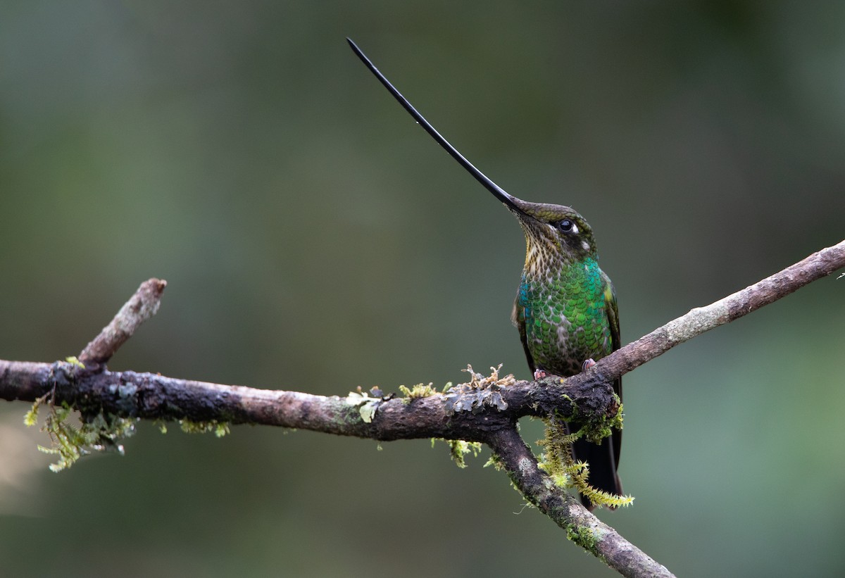 Sword-billed Hummingbird - ML614104837