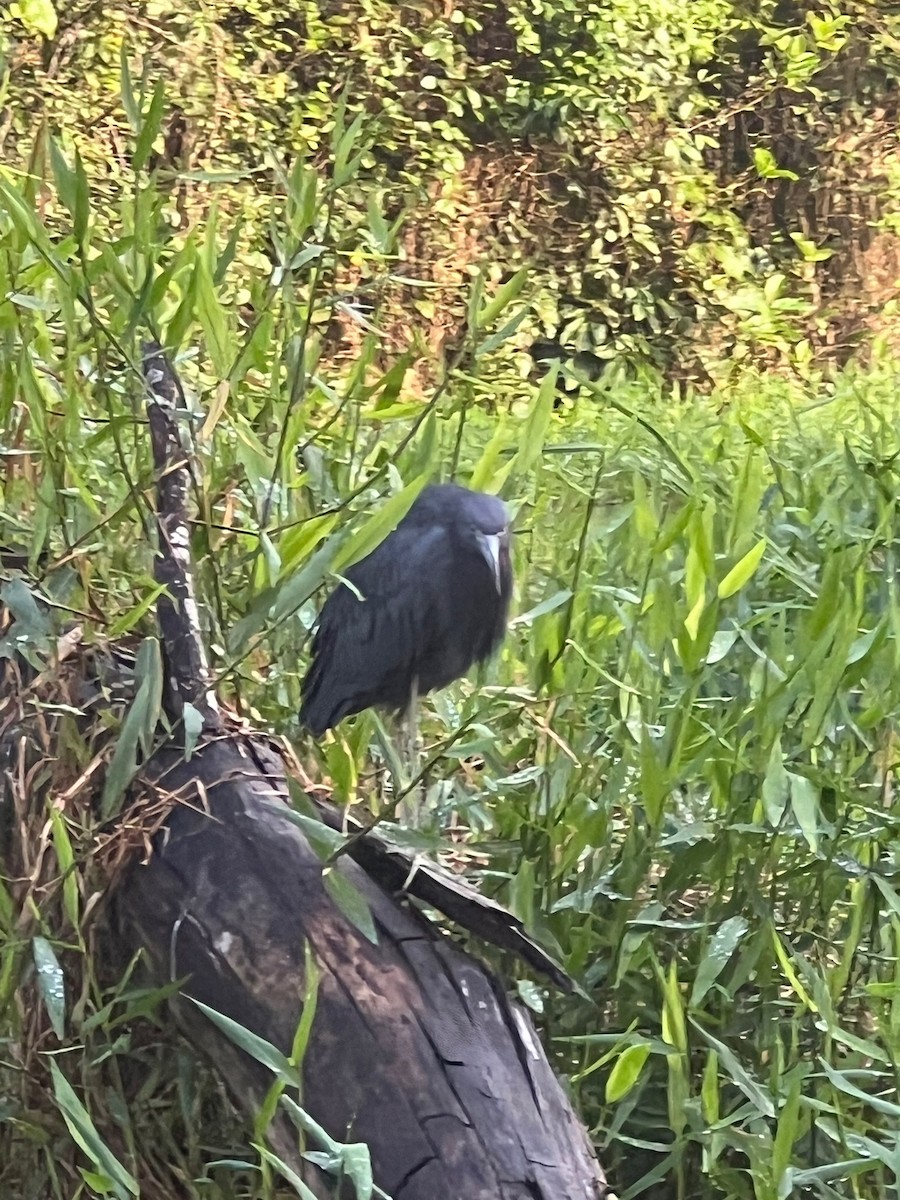 Little Blue Heron - Joanne Spetzler