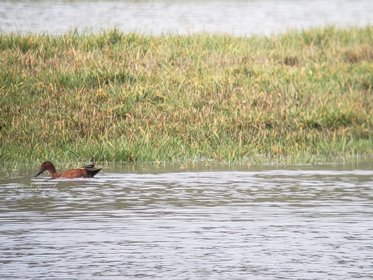 Cinnamon Teal - ML614105011