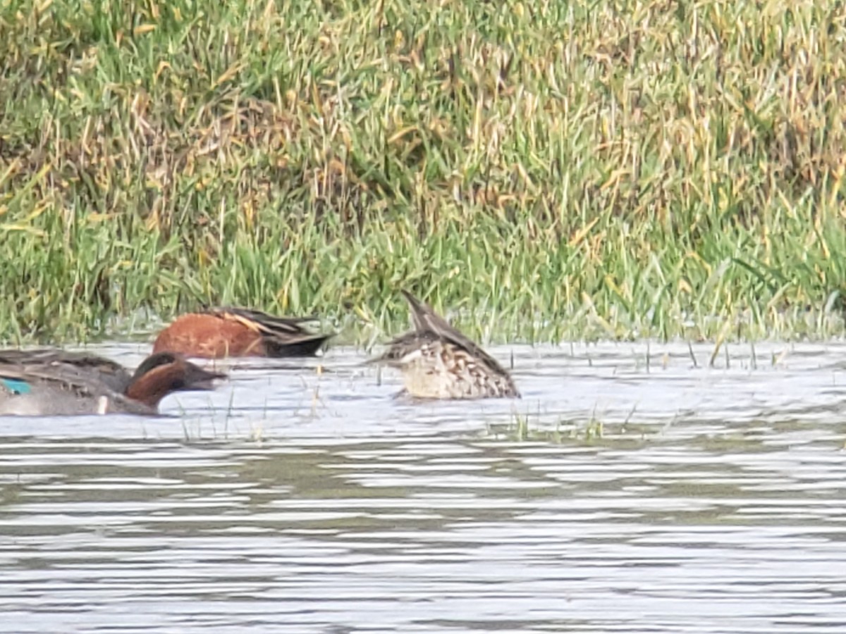 Cinnamon Teal - Deanna Emig
