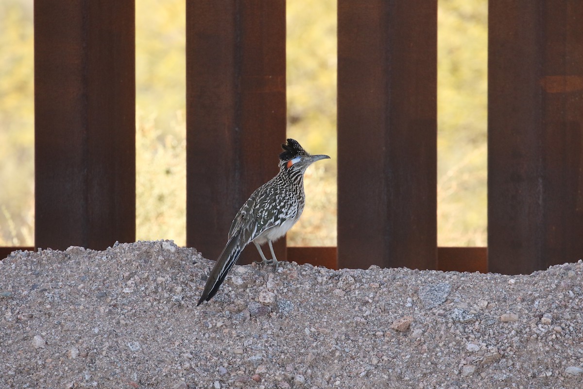 Greater Roadrunner - ML614105036