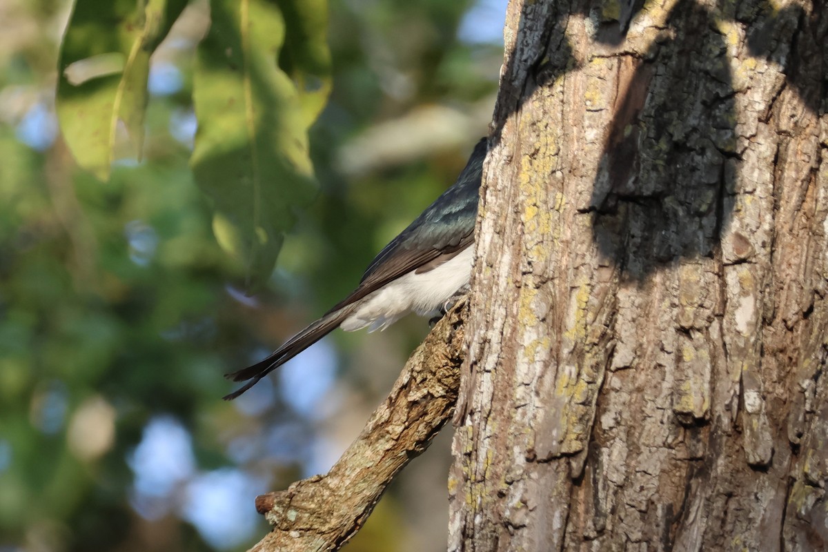 White-bellied Drongo - ML614105045