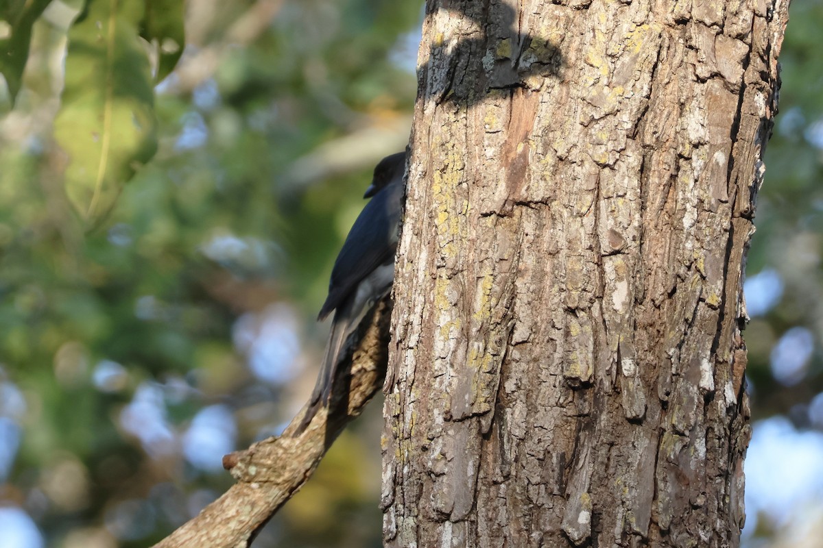 White-bellied Drongo - ML614105046