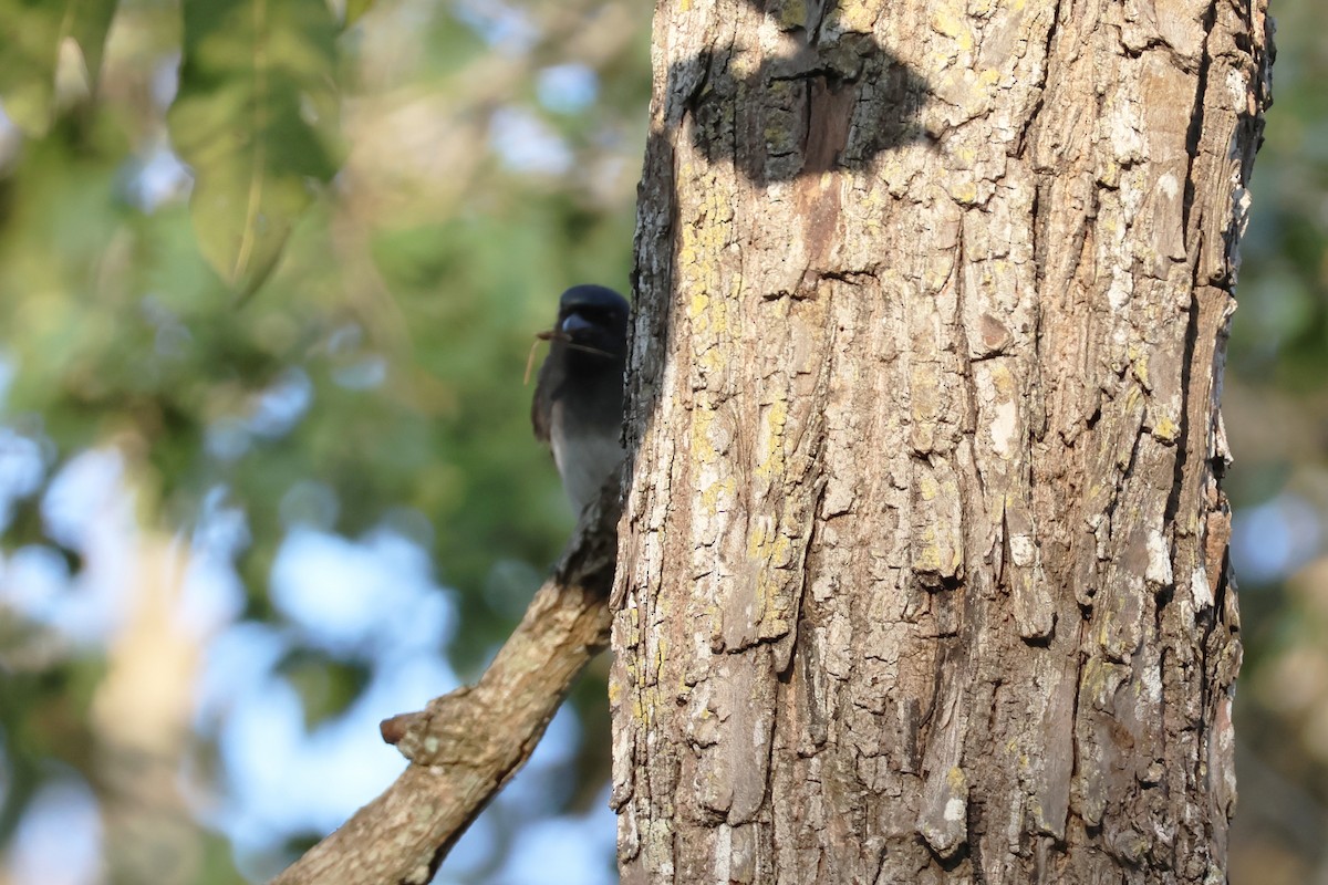 White-bellied Drongo - ML614105047